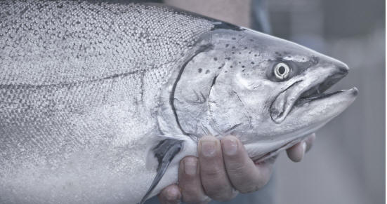 what is ora king salmon
